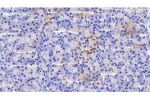 Detection of SDF2L1 in Human Pancreas Tissue using Polyclonal Antibody to Stromal Cell Derived Factor 2 Like Protein 1 (SDF2L1) (SDF2L1 antibody  (AA 29-213))