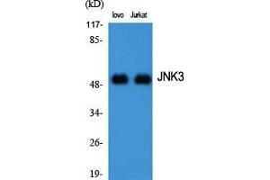 Western Blot (WB) analysis of specific cells using JNK3 Polyclonal Antibody. (MAPK10 antibody  (C-Term))