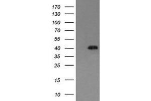 Image no. 1 for anti-Mitogen-Activated Protein Kinase 13 (MAPK13) antibody (ABIN1499962) (MAPK13 antibody)