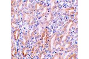 Immunohistochemistry of Dffb in mouse kidney tissue with Dffb polyclonal antibody  at 1 ug/mL . (DFFB antibody  (AA 314-329))