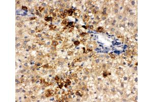 Anti-HNF6 antibody, IHC(P) IHC(P): Rat Liver Tissue