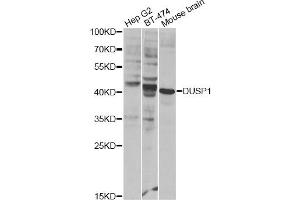 Western blot analysis of extracts of various cell lines, using DUSP1 Antibody (ABIN1872372) at 1:300 dilution. (DUSP1 antibody)