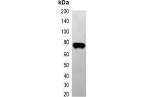 Western blot analysis of over-expressed EBFP-tagged protein in 293T cell lysate. (eBFP/BFP antibody)
