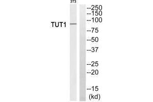 Western blot analysis of extracts from 3T3 cells, using TUT1 antiobdy. (TUT1 antibody)