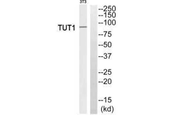 TUT1 antibody