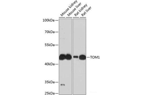 TOM1 antibody