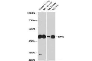 Western blot analysis of extracts of various cell lines using TOM1 Polyclonal Antibody at dilution of 1:3000. (TOM1 antibody)