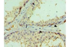 Immunohistochemistry of paraffin-embedded human testis tissue using ABIN7154051 at dilution of 1:100 (GLRX3 antibody  (AA 1-335))