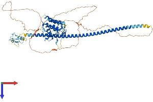 RUN and FYVE Domain Containing 4 (RUFY4) (AA 1-571) protein (His tag)