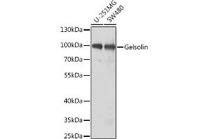 Western blot analysis of extracts of various cell lines, using Gelsolin antibody (ABIN3017054, ABIN3017055, ABIN3017056 and ABIN6219932) at 1:1000 dilution. (Gelsolin antibody  (AA 543-782))