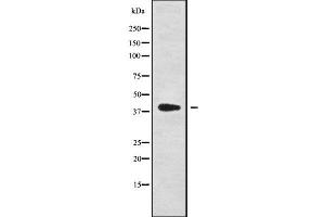 Western blot analysis of WNT8A using HepG2 whole cell lysates (WNT8A antibody  (Internal Region))