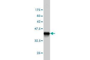 Western Blot detection against Immunogen (36. (CGREF1 antibody  (AA 136-235))