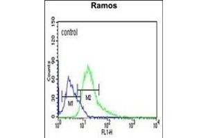 ARHG Antibody (C-term) (ABIN651188 and ABIN2840117) flow cytometric analysis of Ramos cells (right histogram) compared to a negative control cell (left histogram). (ARHGAP30 antibody  (C-Term))