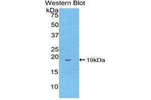 Western Blotting (WB) image for anti-Fatty Acid Binding Protein 2, Intestinal (FABP2) (AA 2-132) antibody (ABIN3208390) (FABP2 antibody  (AA 2-132))
