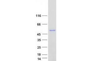 Validation with Western Blot (GART Protein (Transcript Variant 2) (Myc-DYKDDDDK Tag))