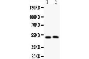 Anti- MIP antibody, Western blotting All lanes: Anti MIP  at 0. (Mip (AA 246-263), (C-Term) antibody)
