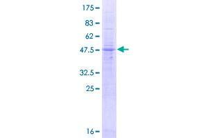 LAPTM4A Protein (AA 1-233) (GST tag)