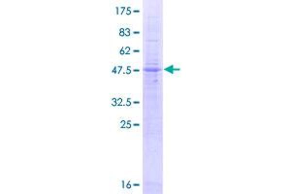 LAPTM4A Protein (AA 1-233) (GST tag)