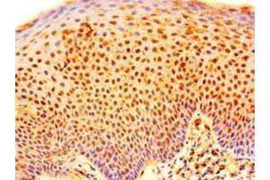 Immunohistochemistry of paraffin-embedded human tonsil tissue using ABIN7151164 at dilution of 1:100 (RNF182 antibody  (AA 1-160))