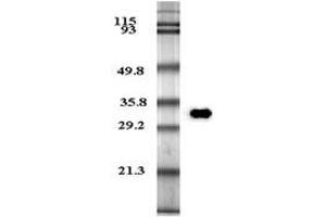 Western blot analysis of human plasma adiponectin using anti-Adiponectin (human), mAb (HADI 773)  at 0. (ADIPOQ antibody  (HA tag))