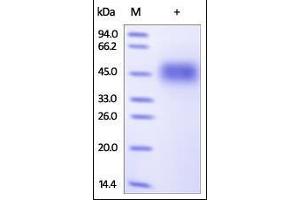 Human 2B4, His Tag on SDS-PAGE under reducing (R) condition. (2B4 Protein (AA 22-221) (His tag))