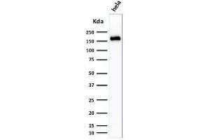 Western Blot Analysis of HeLa cell lysate using Podocalyxin Mouse Monoclonal Antibody (3D3). (PODXL antibody  (Extracellular Domain))