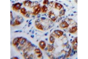 IHC-P analysis of Stomach tissue, with DAB staining. (CD103 antibody  (AA 671-917))