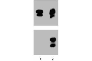 Western blot analysis for Stat1 (pY701) (far left figure). (STAT1 antibody  (pTyr701))