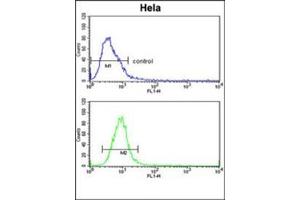 Flow cytometric analysis of Hela cells using Glypican-1 / GPC1Antibody (N-term) Cat. (GPC1 antibody  (N-Term))