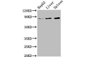 Western Blot Positive WB detected in: HepG2 whole cell lysate, Rat liver tissue, Mouse spleen tissue All lanes: NSUN2 antibody at 6. (NSUN2 antibody  (AA 432-509))