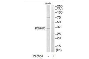 Western blot analysis of extracts from HuvEc cells, using POU4F3 antibody. (POU4F3 antibody  (C-Term))