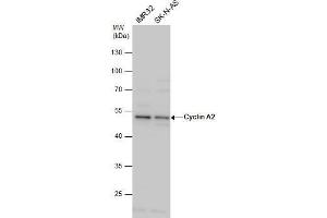 WB Image Cyclin A2 antibody detects Cyclin A2 protein by western blot analysis. (Cyclin A antibody)