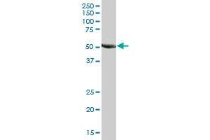 TRIM39 MaxPab polyclonal antibody. (TRIM39 antibody  (AA 1-488))