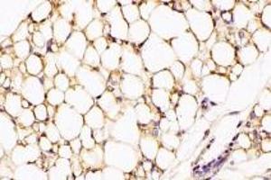 Immunohistochemistry analysis of paraffin-embedded rat white fat using,GPR120 (ABIN7074942) at dilution of 1: 2000 (O3FAR1 antibody)