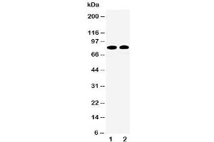 Western blot testing of Calpain 1 antibody and Lane 1:  HT1080 (CAPN1 antibody  (Middle Region))
