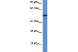 Image no. 1 for anti-Flavin Containing Monooxygenase 2 (Non-Functional) (FMO2) (AA 102-151) antibody (ABIN6746963) (FMO2 antibody  (AA 102-151))