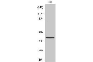 Western Blotting (WB) image for anti-Moloney Sarcoma Oncogene (MOS) (Internal Region) antibody (ABIN3185619)