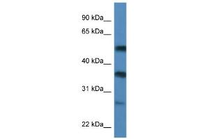 WB Suggested Anti-SERBP1 Antibody Titration:  0. (SERBP1 antibody  (C-Term))