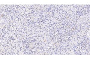 Detection of IL8 in Canine Spleen Tissue using Polyclonal Antibody to Interleukin 8 (IL8) (IL-8 antibody  (AA 23-101))