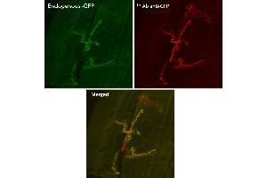 Immunofluorescence (IF) image for anti-Green Fluorescent Protein (GFP) antibody (ABIN1440019) (GFP antibody)