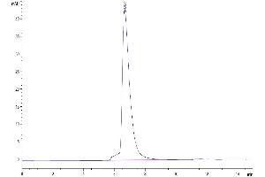 The purity of Human L1CAM is greater than 95 % as determined by SEC-HPLC. (L1CAM Protein (AA 20-1120) (His tag))