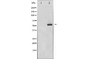 Western blot analysis of p56 Dok-2 phosphorylation expression in K562 whole cell lysates,The lane on the left is treated with the antigen-specific peptide. (DOK2 antibody  (pTyr299))
