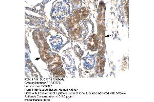 Human kidney (SLC17A2 antibody  (Middle Region))