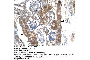 Human kidney (SLC17A2 antibody  (Middle Region))