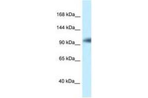 Image no. 1 for anti-KAT8 Regulatory NSL Complex Subunit 1 (KANSL1) (AA 128-177) antibody (ABIN6747736) (KANSL1 antibody  (AA 128-177))