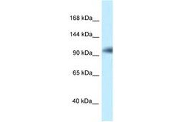 KANSL1 antibody  (AA 128-177)