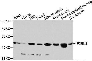 Western blot analysis of extracts of various cell lines, using F2RL3 antibody. (F2RL3 antibody)