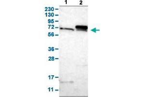 Western Blot analysis with TOMM70A polyclonal antibody . (TOM70 antibody  (AA 383-512))