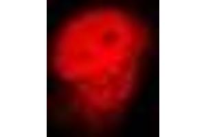 Immunofluorescent analysis of Lamin B2 staining in U2OS cells. (Lamin B2 antibody)