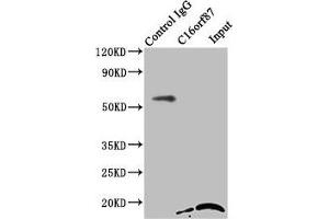 Immunoprecipitating C16orf87 in HepG2 whole cell lysate Lane 1: Rabbit control IgG instead of ABIN7175045 in HepG2 whole cell lysate. (C16ORF87 antibody  (AA 1-154))